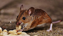 24 Hour & Emergency Exterminators in Winnetka, CA